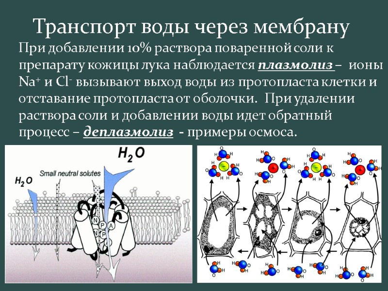 Транспорт воды через мембрану  При добавлении 10% раствора поваренной соли к препарату кожицы